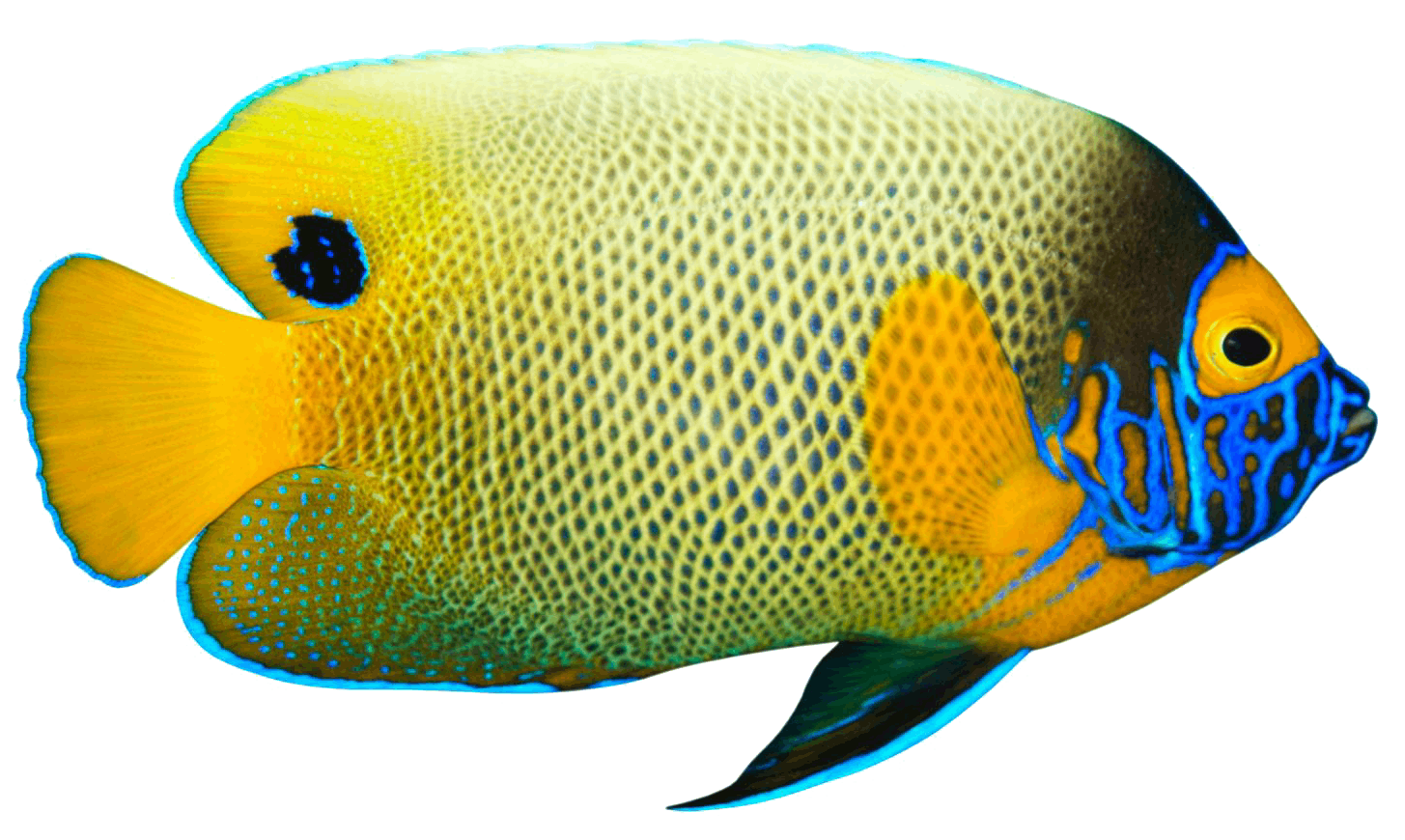 A yellow and blue angelfish in profile on a transparent background.