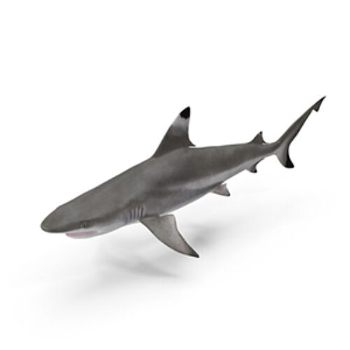 A black tip shark on a plain white background.