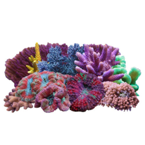 A group of colorful coral colonies on a white background.