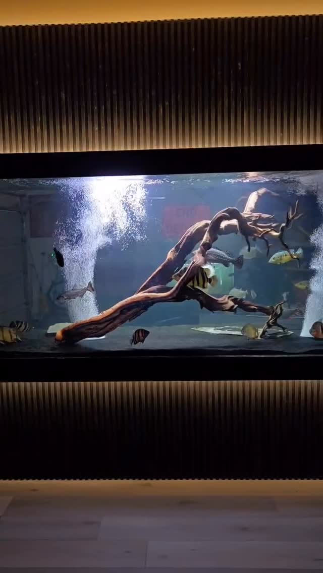 Another beautiful tank completed
