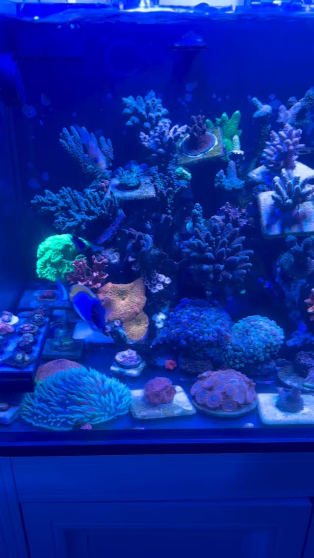 Reef aquarium doing great