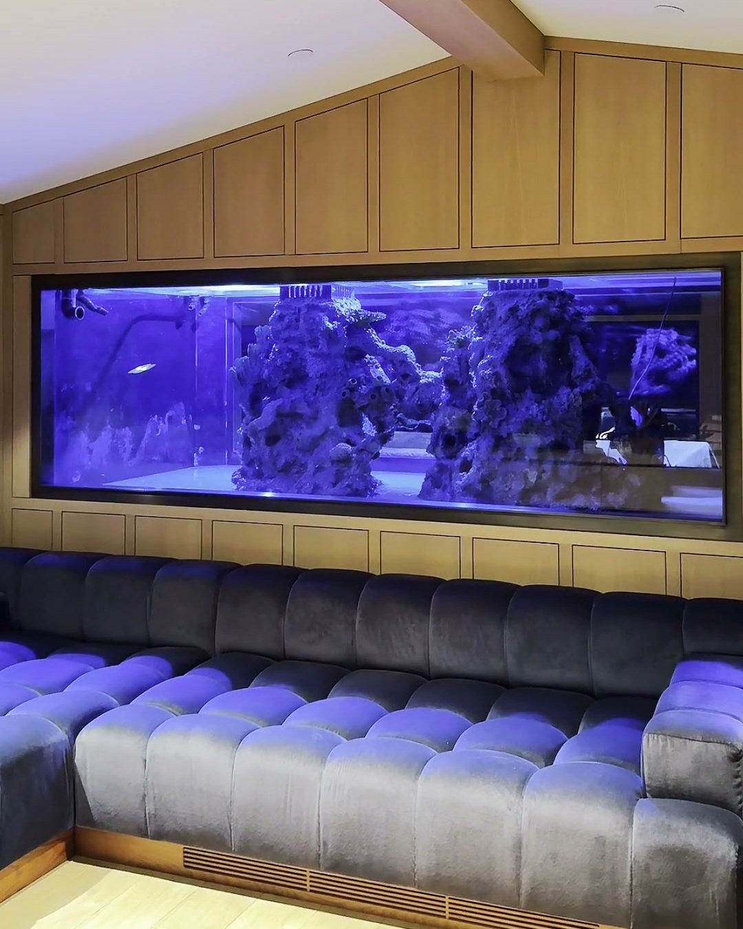 After: the aquarium refilled and lit, the acrylic crystal clear.