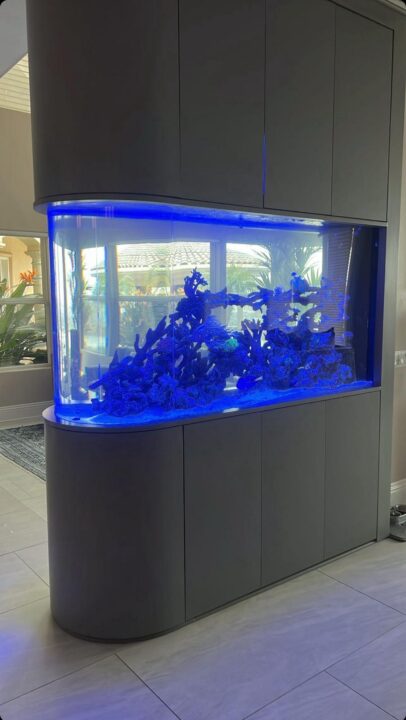 A curved-front aquarium set into grey cabinetry, lit blue and aquascaped with coral.