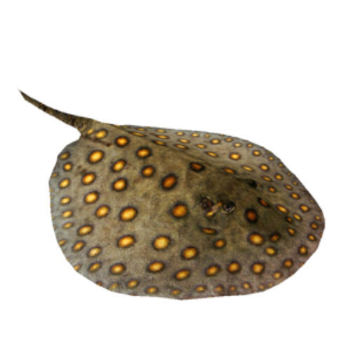 A spotted stingray on a plain white background.